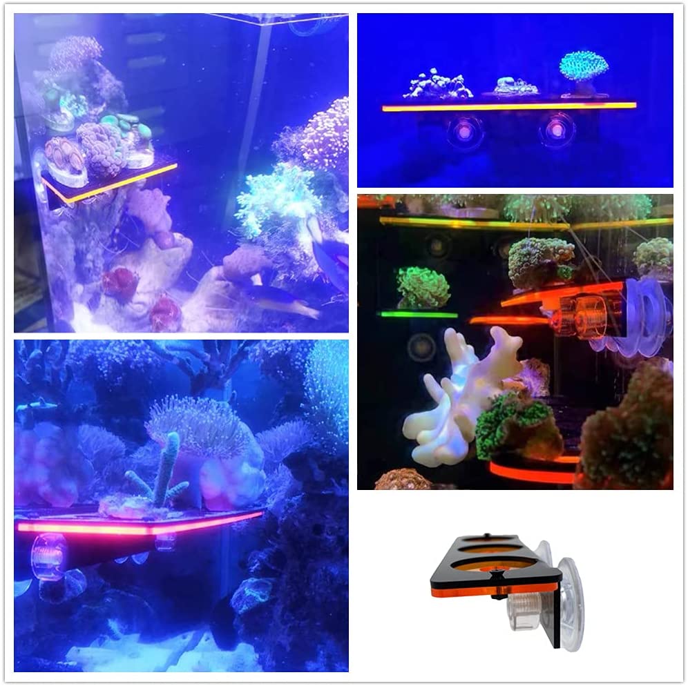 Support de prise Frag en corai - Marine Aquarium Design avis et prix